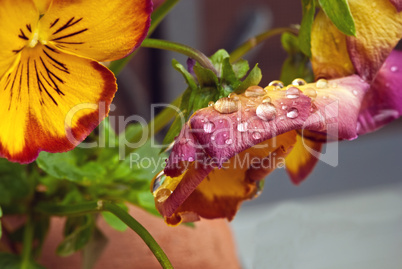 Wet Violet Flowers