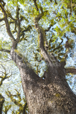 Textures of Bearded Mossman Trees, Australia