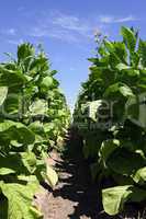 Tabakpflanze