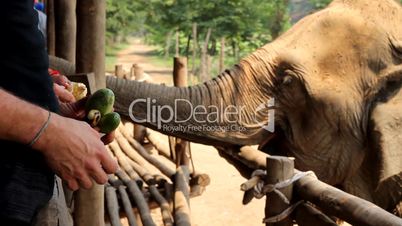 Elefanten bei der Fütterung im Elephant Nature Park, Thailand