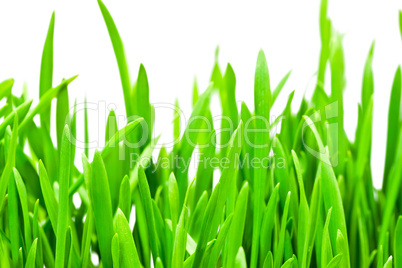 Fresh green grass