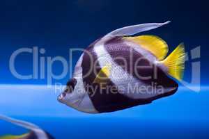 Wimplefish