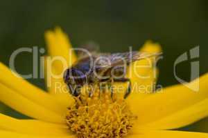 Mistbiene Eristalis tenax