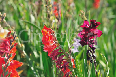 gladiolenwald 3