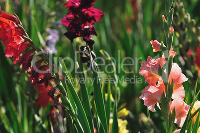 gladiolenwald 8