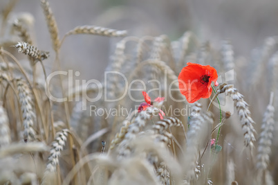 kornernte mit mohn 1