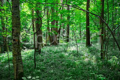 Green sunny forest