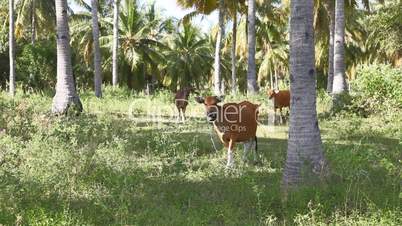 Bulls in tropical forest