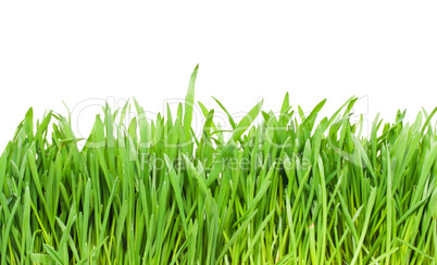 Grass