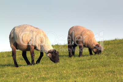 sheep and lamb