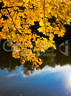 Orange leaves