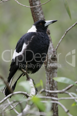 Flötenvogel (Gymnorhina tibicen)