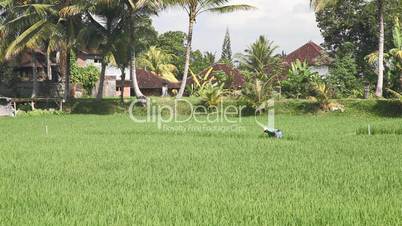 Indonesian farmers working on rice field