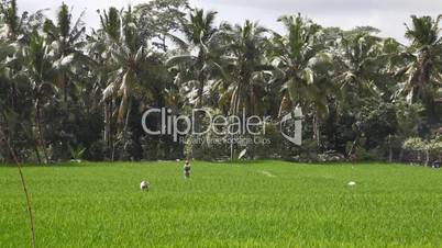 Indonesian farmers working on rice field