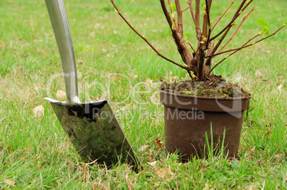Strauch einpflanzen - planting a shrub 02