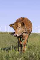 Grazing Cattle on a meadow