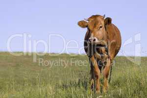 Grazing Cattle on a meadow