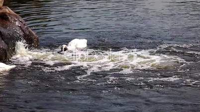 Swan play in fountain