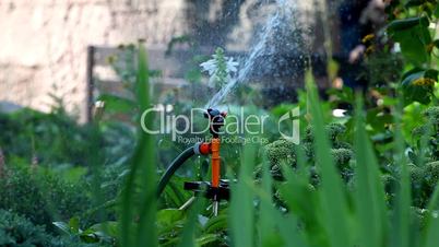 sprinkler pour grass