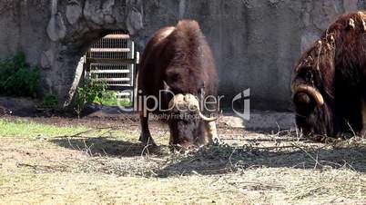 Musk ox feed in zoo - Ovibos moschatus