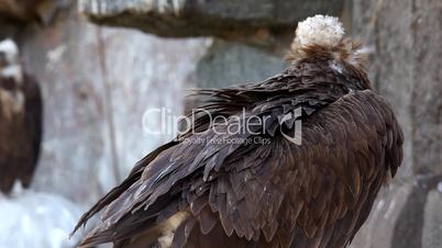 Black Vulture sit on rock