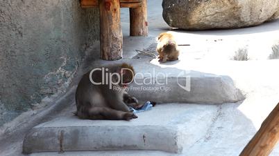 Monkey play with plastic bottle