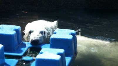 White bear play in water