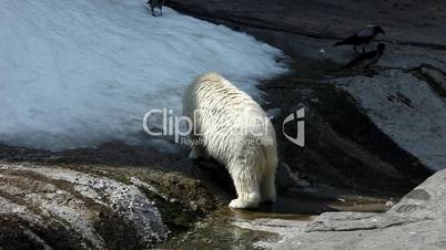 White bear eat snow in zoo