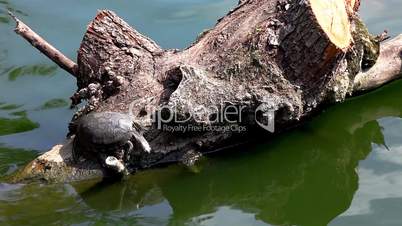 Turtle on log in zoo pond