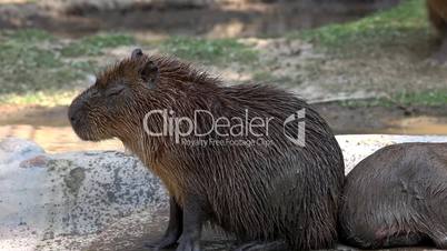 capibara in zoo sunny day