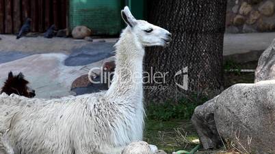 lama glama feed in zoo
