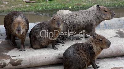 capibara in zoo - Hydrochoerus hydrochaeris