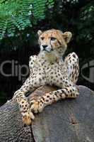 Gepard