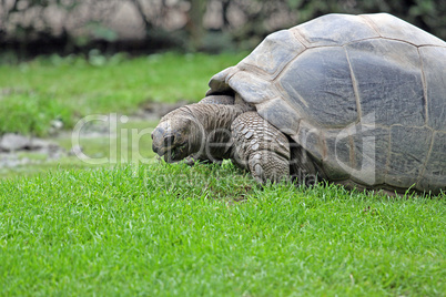 Riesenschildkröte