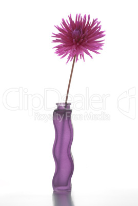 Single purple dalia flower