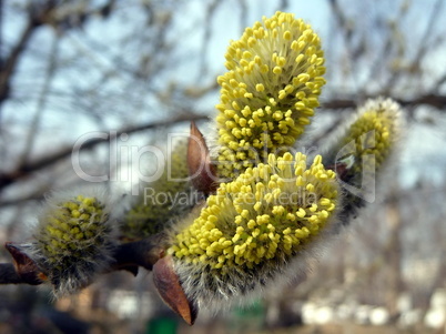 First blossoming branch