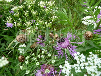 Summer meadow