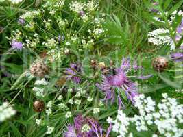 Summer meadow