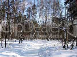 Winter landscape