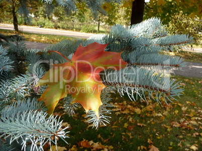 Yellow leaf