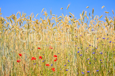 Roggen mit Feldblumen, rye with field flowers