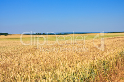 Weizenfeld, cornfield