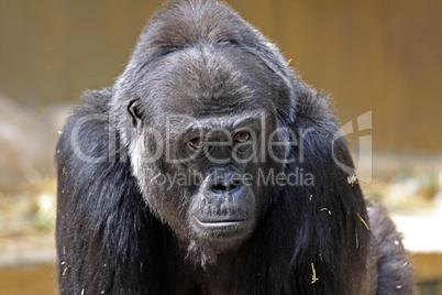 Flachlandgorilla