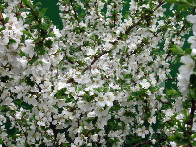 Blossoming apple tree