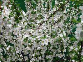 Blossoming apple tree