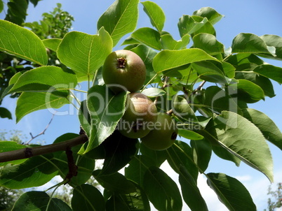 Apple tree