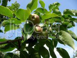 Apple tree