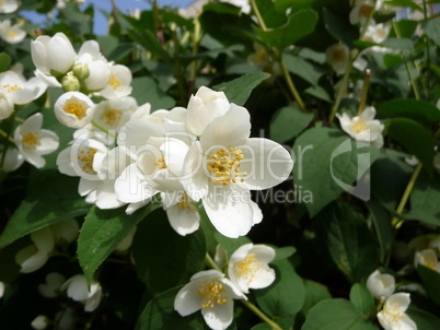 Blossoming jasmine