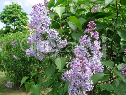 Blossoming lilac brush