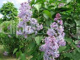 Blossoming lilac brush